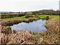 SO5153 : Eye Veterinary Clinic (6) - pond in grounds, Marlbrook, near Leominster, Herefs by P L Chadwick