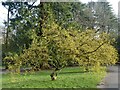 ST3087 : Cornus Mas, Belle Vue Park by Robin Drayton