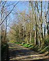 TL4346 : Thriplow: Farm Lane daffodils by John Sutton