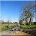 TL4446 : Thriplow: daffodils and a skateboarder on Church Street by John Sutton