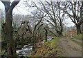 NZ0852 : Path beside the River Derwent in early spring by Robert Graham