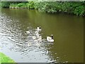 SD9324 : A family of Canada geese by Gerald England