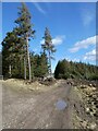 NY9654 : Forest road in Slaley Forest by Oliver Dixon