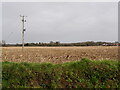 TG3026 : Maize Stubble by David Pashley