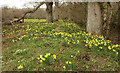 SX8063 : Daffodils by the Dart by Derek Harper