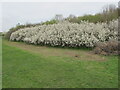 TQ2281 : Blackthorn bushes with blossom, Wormwood Scrubs by David Hawgood