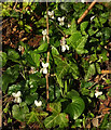 SX8864 : Violets, John Musgrave Heritage Trail by Derek Harper