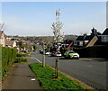 ST3090 : White blossom in early Spring 2021, Rowan Way, Malpas, Newport by Jaggery