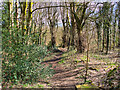 SD8003 : Prestwich Clough by David Dixon