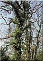 NZ0953 : Ivy covered tree by Robert Graham