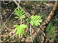 SU9486 : Young ash leaves in Whitespark Wood, Egypt Woods by David Hawgood