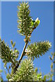 SE3430 : Goat willow, female catkins by Oxana Maher