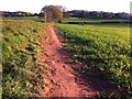 SP3085 : Prehistoric earthwork on Burrow Hill, Corley by A J Paxton