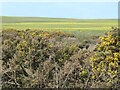 TA1873 : Two shades of yellow at Hoddy Cows Spring by Christine Johnstone