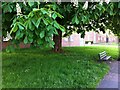 SP3382 : Horse chestnut tree in bloom on Holbrook Lane by A J Paxton