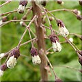 SK6846 : Common Butterbur - Petasites hybridus  3 by Alan Murray-Rust