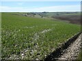 TA0477 : Cereal crop above Lang Dale by Christine Johnstone