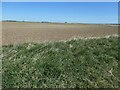 TA0474 : Farmland, North Cotes by Christine Johnstone