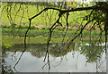 SX6447 : Upside down sheep, Okenbury by Derek Harper