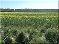 SE9567 : Oils seed rape flowering at High Field by Christine Johnstone