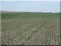 SE9259 : Emerging cereal crop, South Blealands by Christine Johnstone