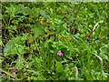 TF0720 : A shy geranium by Bob Harvey