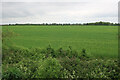 TL7968 : Field on Risby Poor's Heath by Hugh Venables