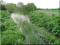 TM1862 : Reeds and bulrushes in the River Deben by Adrian S Pye