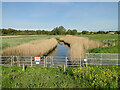 TM2547 : River Fynn at the sluice before Martlesham Creek by Adrian S Pye