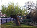 TL1406 : Pollarded willow by River Colne, Holywell Hill, St. Albans by A J Paxton