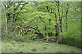 SO1806 : Fallen tree, Silent Valley LNR by M J Roscoe