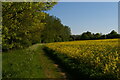 TM2559 : Path between oilseed rape and woodland in the valley of the Deben by Christopher Hilton