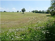  : Newly mown field, near Parbrook by Roger Cornfoot