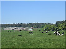  : Cows in the countryside... by Bill Harrison