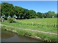 SJ5984 : Trees along Mill Lane by Christine Johnstone