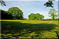 SX8568 : Sheep pasture south of Abbotskerswell by Derek Harper