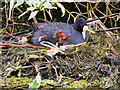 SD7807 : Coot with 2 Chicks on the Nest by David Dixon