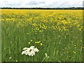 TL2470 : A mass of buttercups on Port Holme flood meadow near Godmanchester by Richard Humphrey