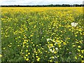 TL2470 : Buttercups on Port Holme flood meadow near Godmanchester by Richard Humphrey