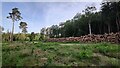 SU8765 : Tree harvesting close to Gormoor Farm by James Emmans