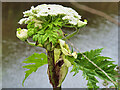 SD7909 : Giant Hogweed (Heracleum mantegazzianum) by David Dixon