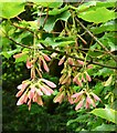 NS5574 : Sycamore seeds by Richard Sutcliffe