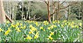 SU9941 : Winkworth Arboretum - Daffodils by Colin Smith