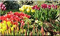 TQ0658 : Wisley - Tulips by Colin Smith