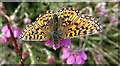 NJ4749 : Small Pearl-bordered Fritillary (Boloria selene) by Anne Burgess