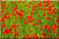 SO8074 : Close-up of poppies in field, Droppingwells Farm, near Bewdley, Worcs by P L Chadwick