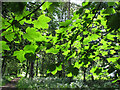 SU7295 : Sycamore leaves by path, Cowleaze Wood by David Hawgood