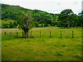 NY3307 : An elderly elder tree, Grasmere by Humphrey Bolton