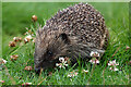 NT4936 : A daytime hedgehog by Walter Baxter