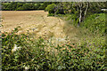 SJ3010 : Hedgerow and cereal field by P Gaskell